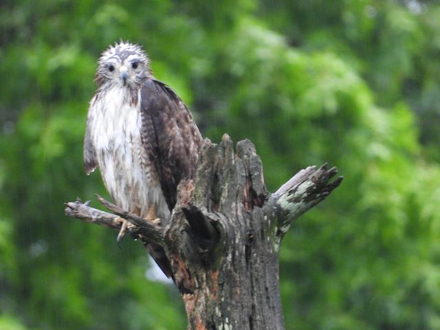 1022 QUEEN ANN DR, Columbia, MO 65201