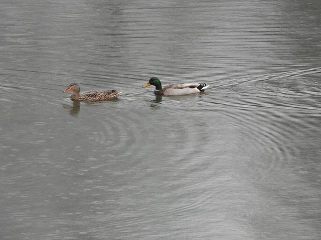 1022 QUEEN ANN DR, Columbia, MO 65201