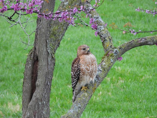 1022 QUEEN ANN DR, Columbia, MO 65201