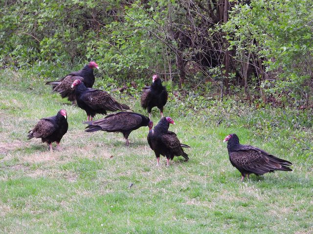 1022 QUEEN ANN DR, Columbia, MO 65201