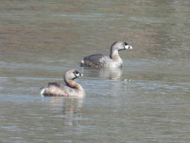 1022 QUEEN ANN DR, Columbia, MO 65201