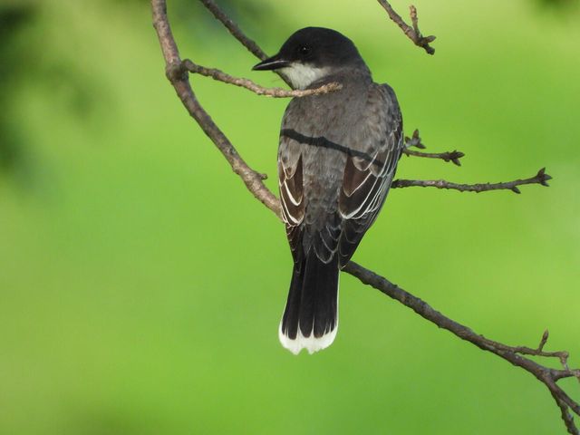 1022 QUEEN ANN DR, Columbia, MO 65201