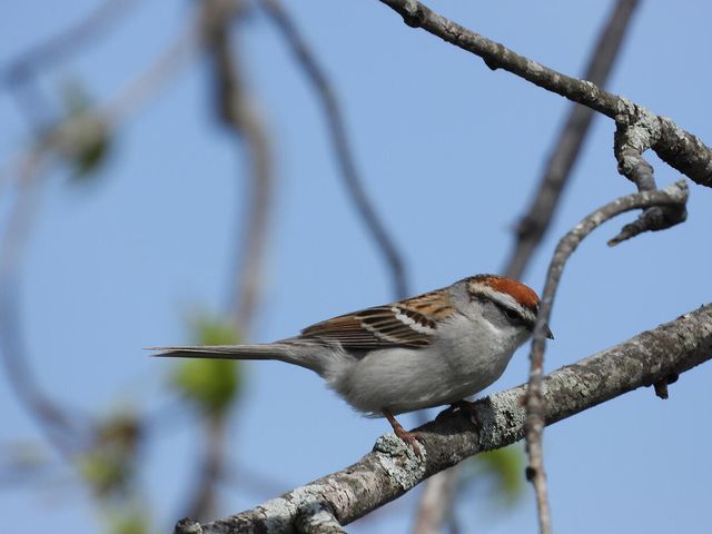 1022 QUEEN ANN DR, Columbia, MO 65201