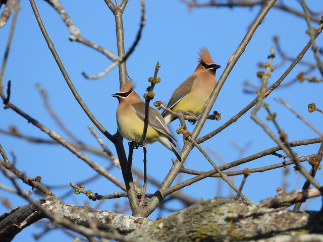 1022 QUEEN ANN DR, Columbia, MO 65201