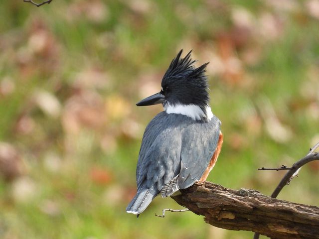 1022 QUEEN ANN DR, Columbia, MO 65201