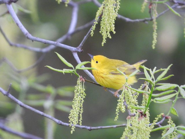 1022 QUEEN ANN DR, Columbia, MO 65201