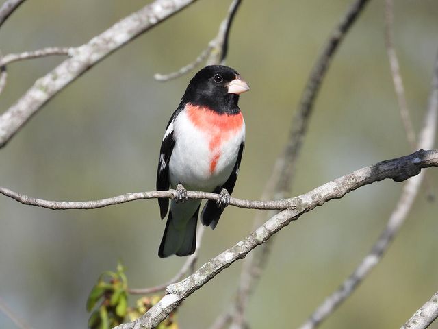 1022 QUEEN ANN DR, Columbia, MO 65201