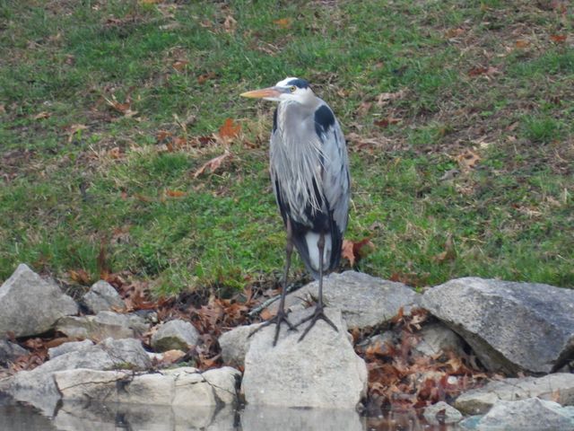 1022 QUEEN ANN DR, Columbia, MO 65201