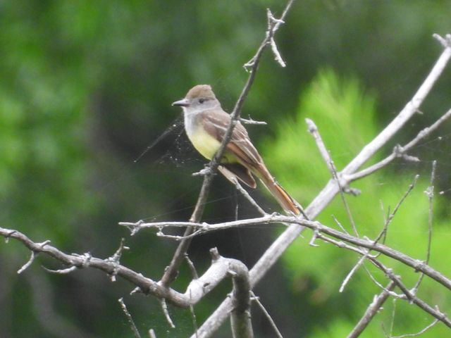 1022 QUEEN ANN DR, Columbia, MO 65201