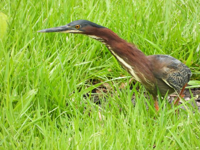 1022 QUEEN ANN DR, Columbia, MO 65201