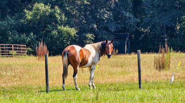 164 Haymakers Lane, Walterboro, SC 29488