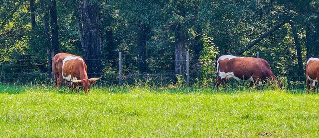 164 Haymakers Lane, Walterboro, SC 29488
