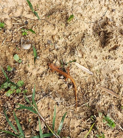 250 Justin Ln, Mcminnville, TN 37110