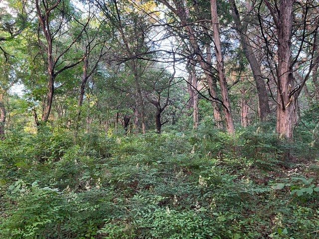 1878 W Belt Line Road, Cedar Hill, TX 75104