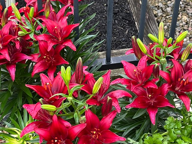 15024 Halifax Court, Westfield, IN 46074