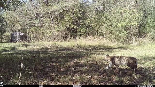 10822 N Korthauer, Bellville, TX 77418