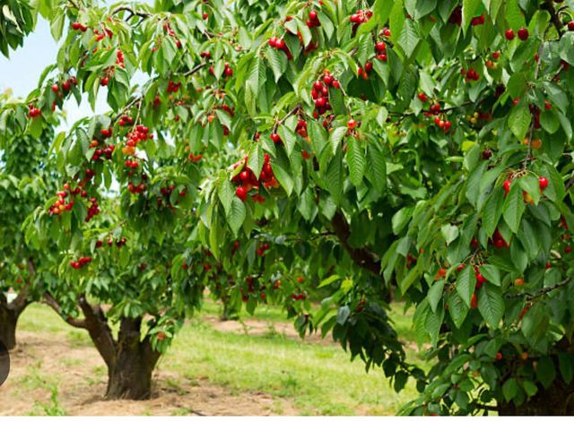 0 APN 841 38 029, Gilroy, CA 95020