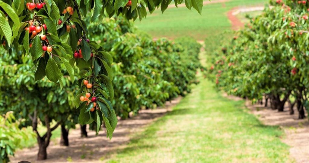 0 APN 841 38 029, Gilroy, CA 95020