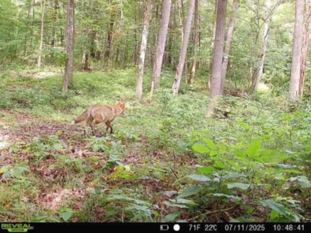 Whitcomb Road, Bath, NY 14879