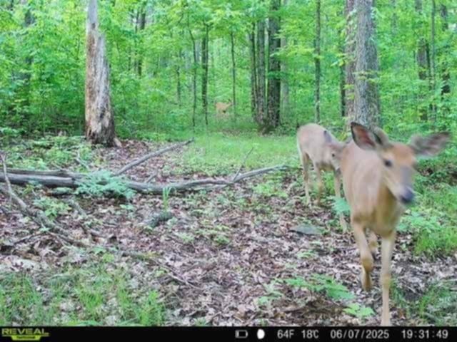 Whitcomb Road, Bath, NY 14879