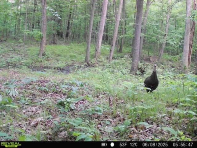 Whitcomb Road, Bath, NY 14879