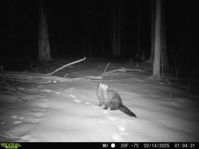 Whitcomb Road, Bath, NY 14879