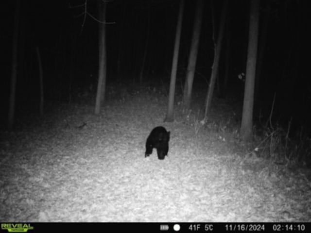 Whitcomb Road, Bath, NY 14879