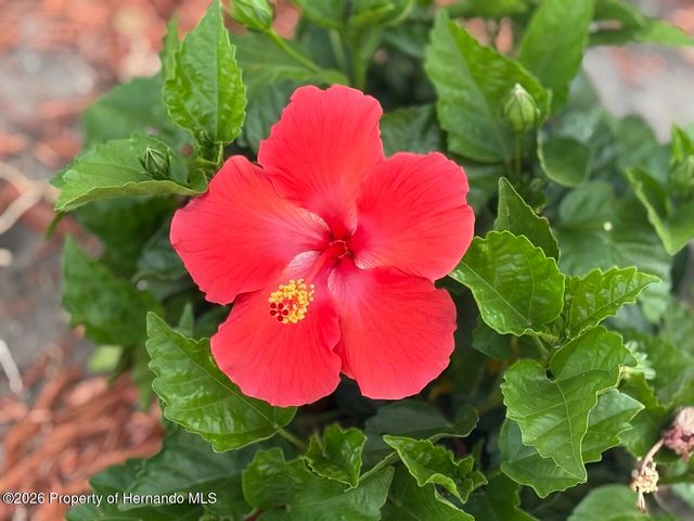 8991 Lismore Court, Weeki Wachee, FL 34613