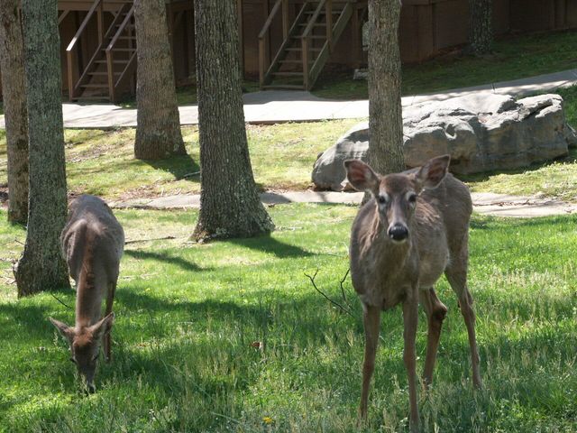 23-3 Woodson Bend Resort, Bronston, KY 42518