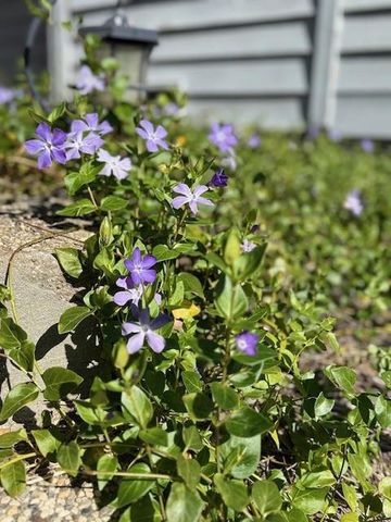 354 San Miguel Canyon Road, Royal Oaks, CA 95076