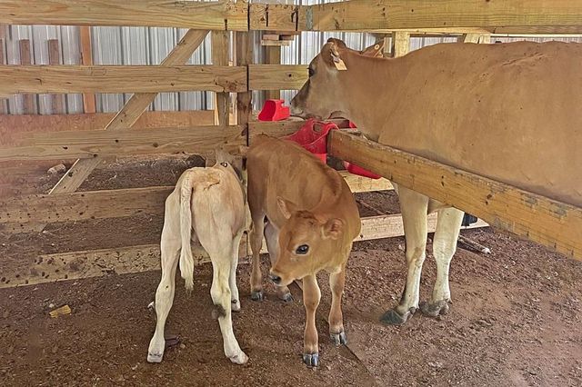 304 Hosea Forrest Road, Huntington, TX 75949