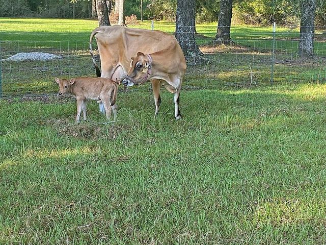 304 Hosea Forrest Road, Huntington, TX 75949