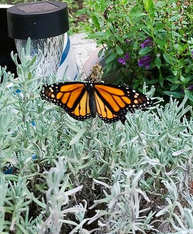 3618 BUFFETT STREET, New Port Richey, FL 34655