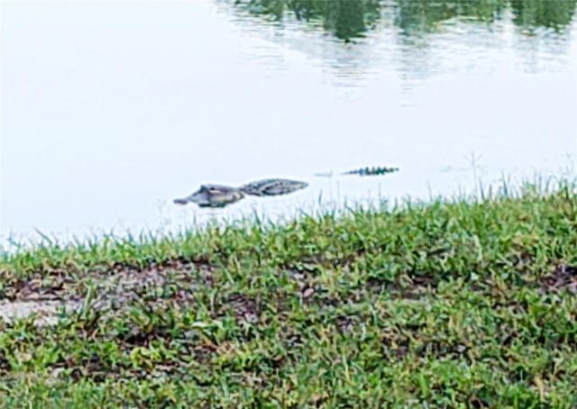 3618 BUFFETT STREET, New Port Richey, FL 34655