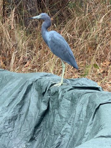 11473 FINCH ROAD, Brooksville, FL 34614