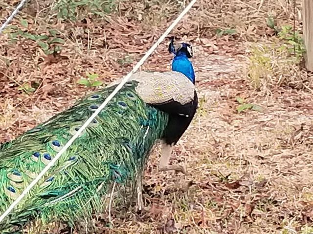 11473 FINCH ROAD, Brooksville, FL 34614