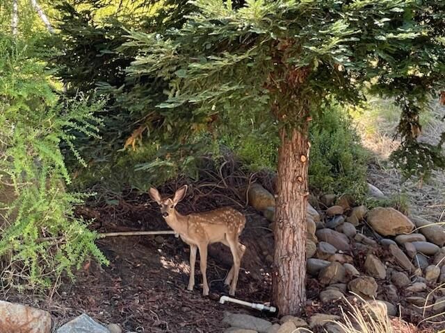 2520 Snow Lane, Redding, CA 96003