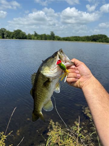 3222 FM 1254, Mineola, TX 75773