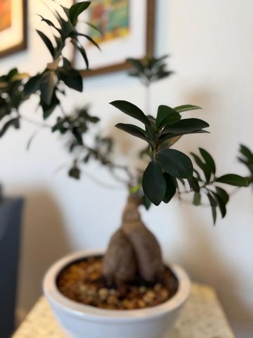 1015 Warburton Avenue, Santa Clara, CA 95050