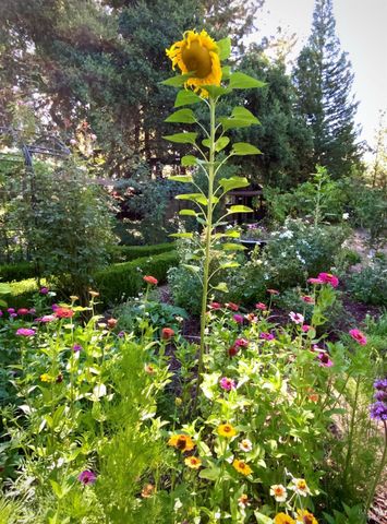 4038 E 3rd Ave, Napa, CA 94558