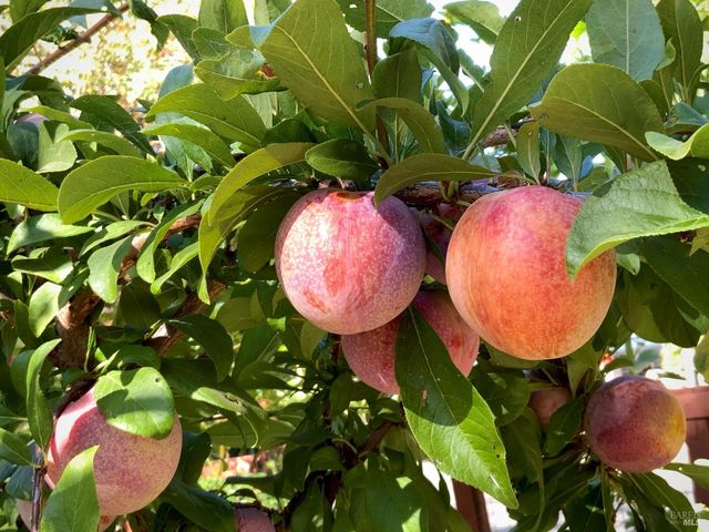 4038 E 3rd Ave, Napa, CA 94558