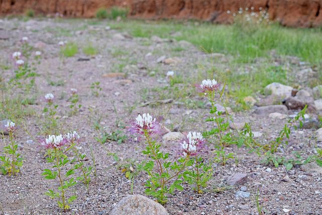 205 Muledeer Trail, San Antonio, NM 87832