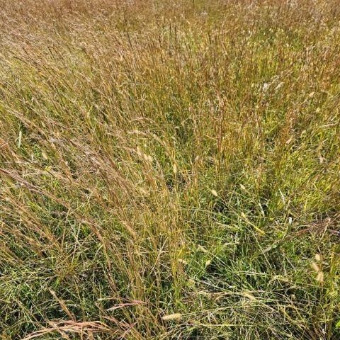 000 Kaylor Road, Mountain Grove, MO 65711