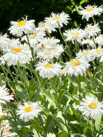 12 Wintergreen Rd, Mashpee, MA 02649