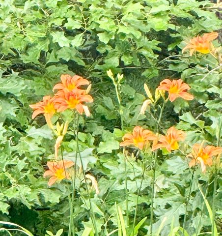 12 Wintergreen Rd, Mashpee, MA 02649