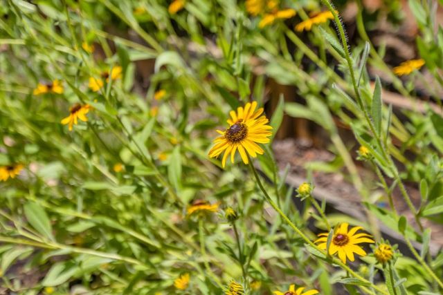 4012 Branigan Lake Way, Rancho Cordova, CA 95742