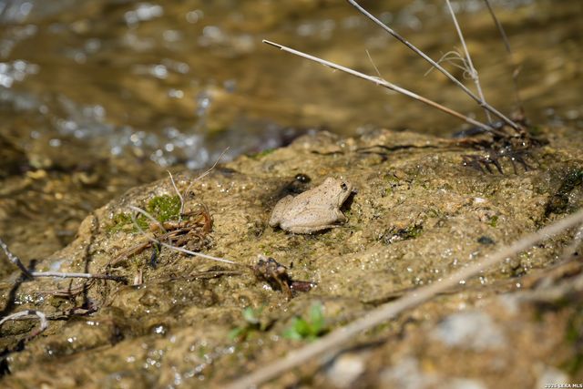 TR 11 HALEY LANE, Medina, TX 78055