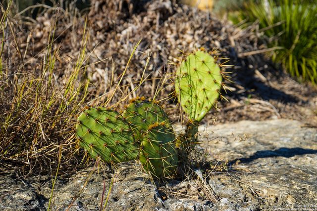 3010 Campestres, Spring Branch, TX 78070