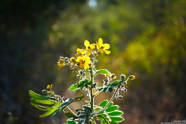 3010 Campestres, Spring Branch, TX 78070