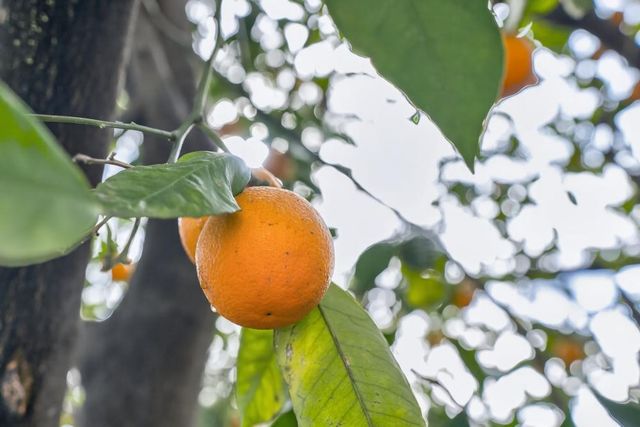 4550 Green Tree Dr, Sacramento, CA 95823